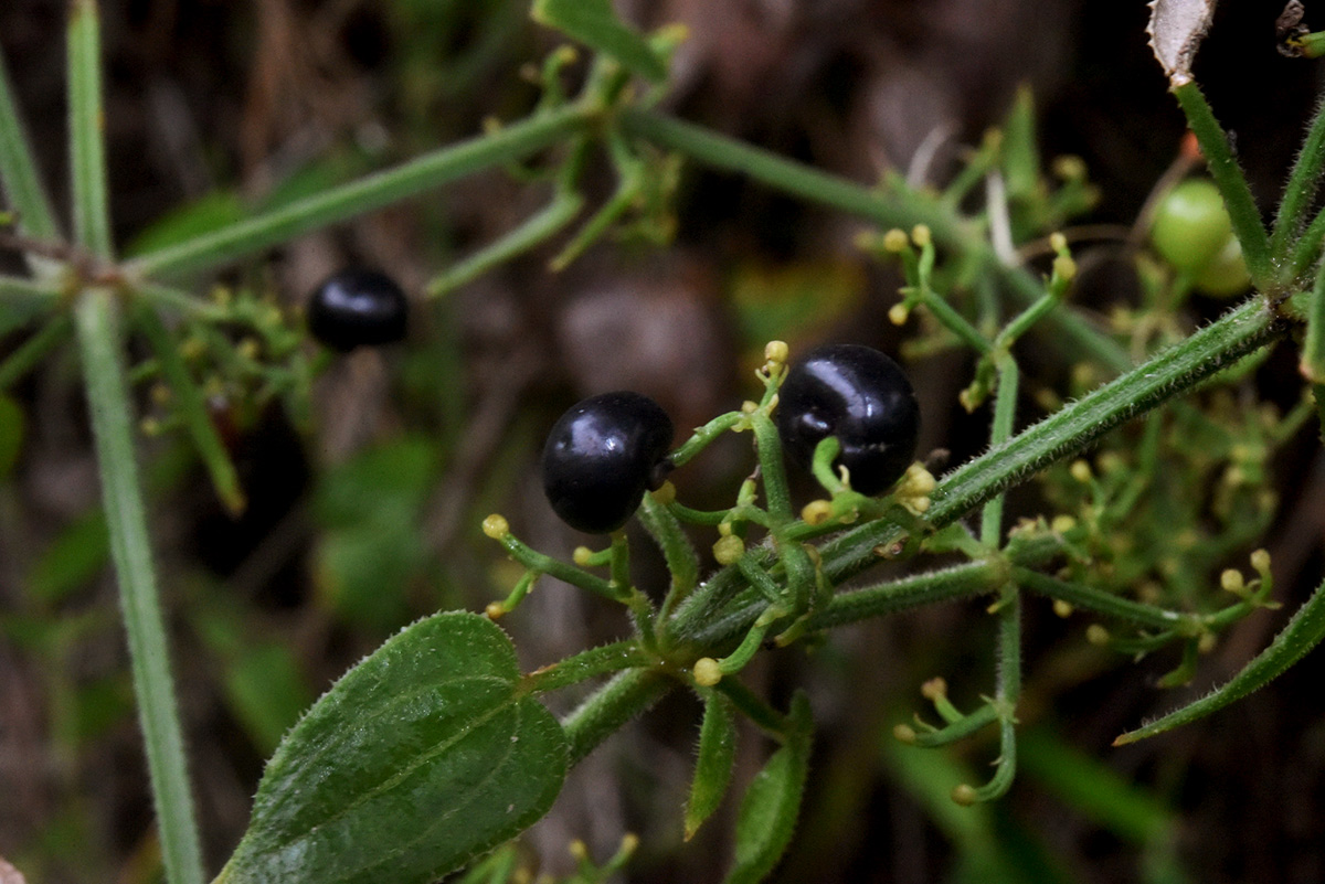 Rubia cordifolia subsp. conotricha
