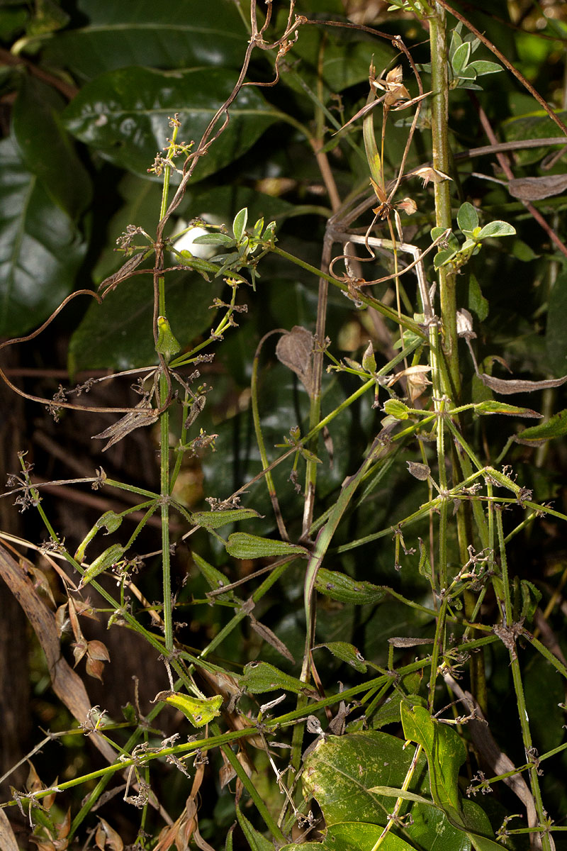 Rubia cordifolia subsp. conotricha