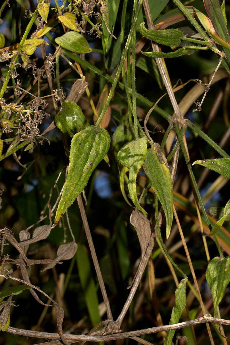 Rubia cordifolia subsp. conotricha