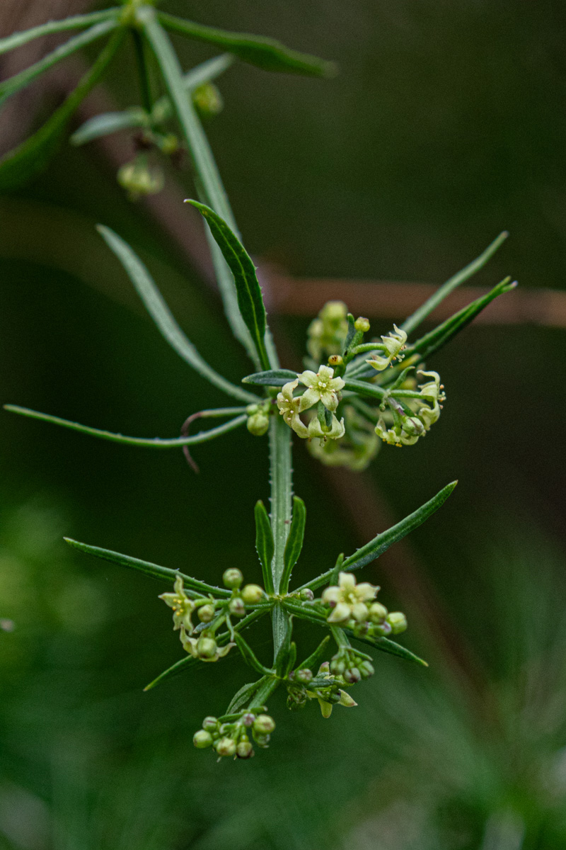 Rubia horrida
