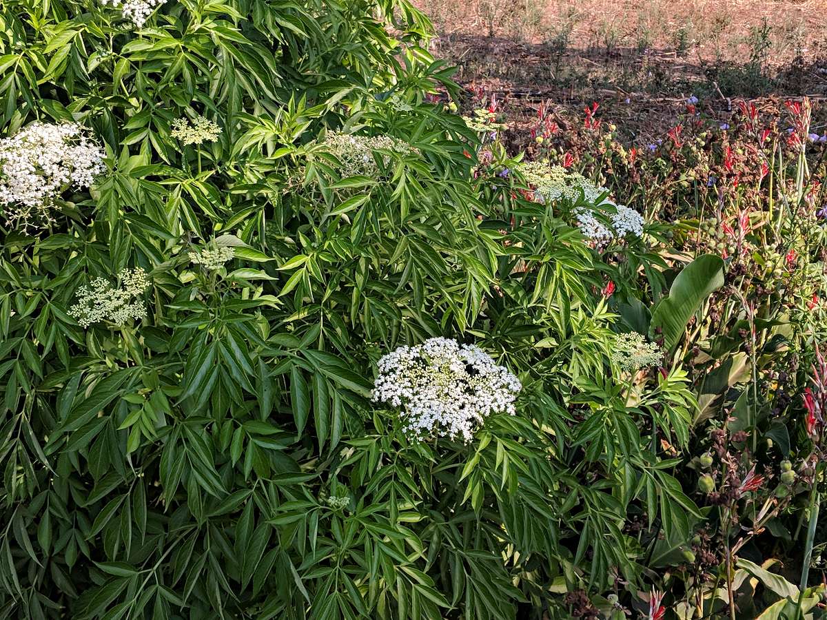 Sambucus canadensis