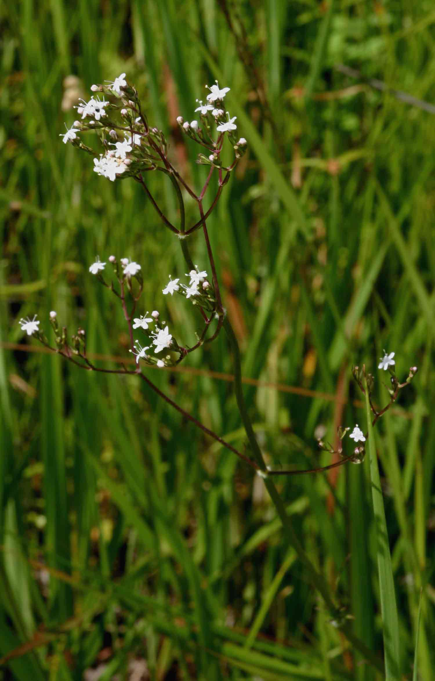 Valeriana capensis var. capensis