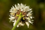 Cephalaria pungens