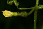 Oreosyce africana