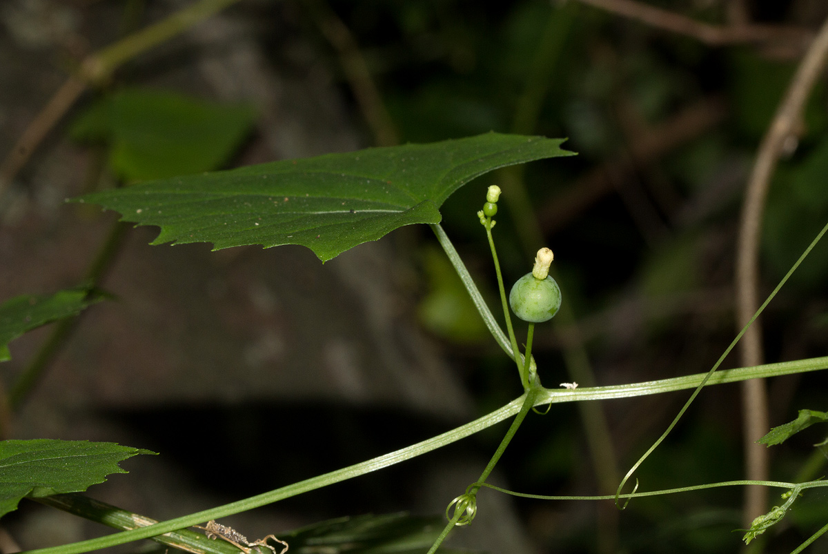 Zehneria microsperma