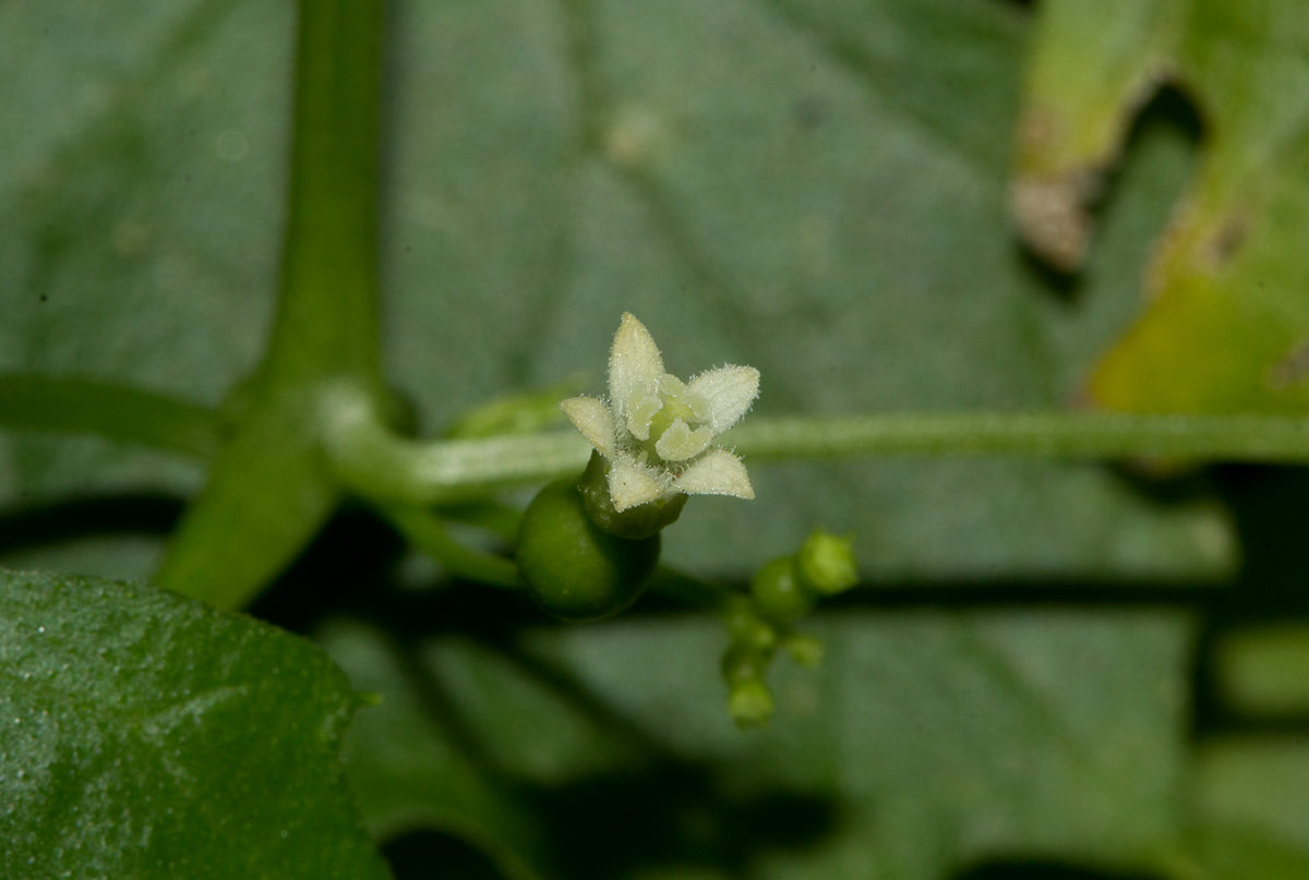 Zehneria microsperma