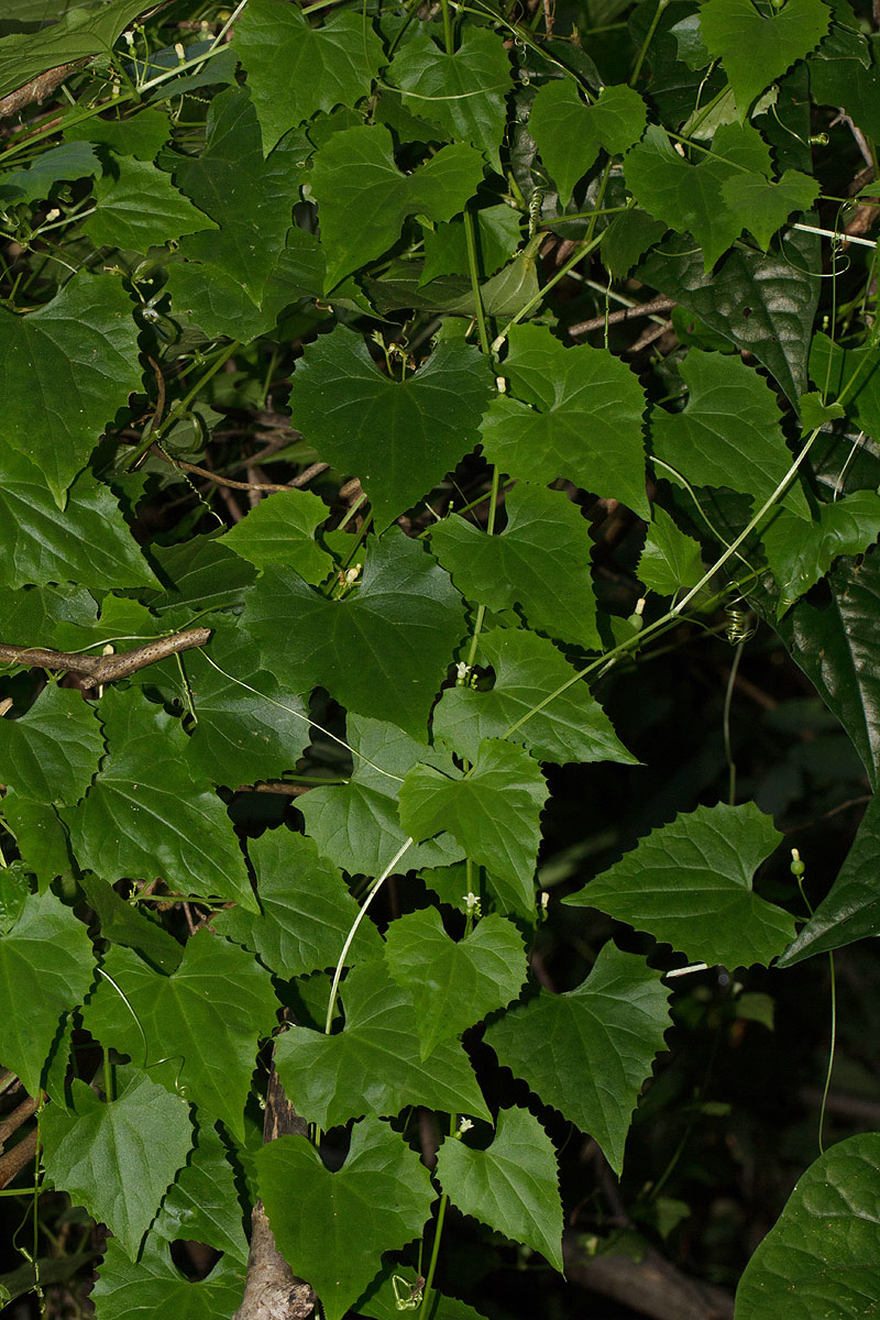 Zehneria microsperma
