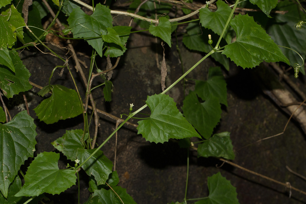 Zehneria microsperma