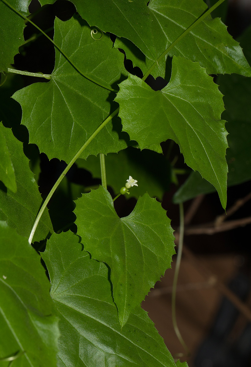 Zehneria microsperma