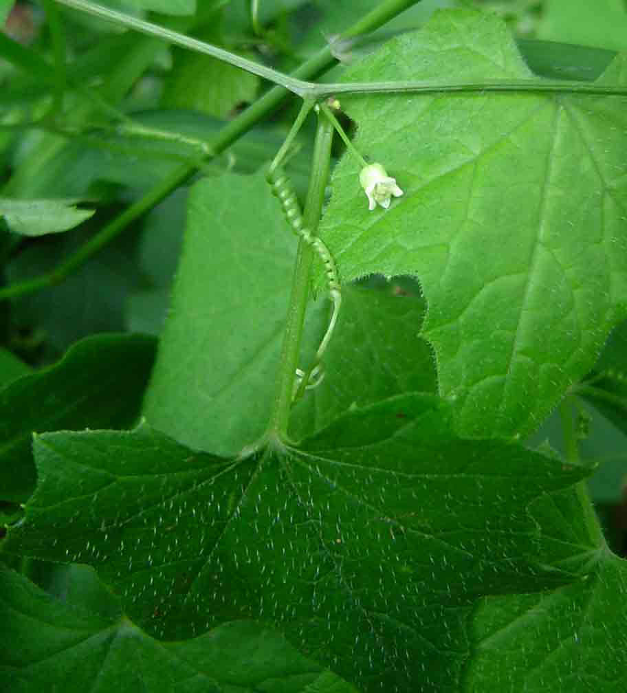 Zehneria minutiflora