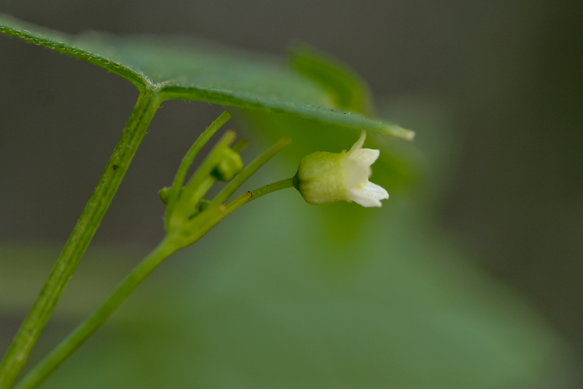 Zehneria minutiflora Zehneria minutiflora