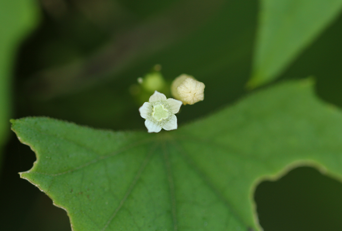 Zehneria minutiflora Zehneria minutiflora