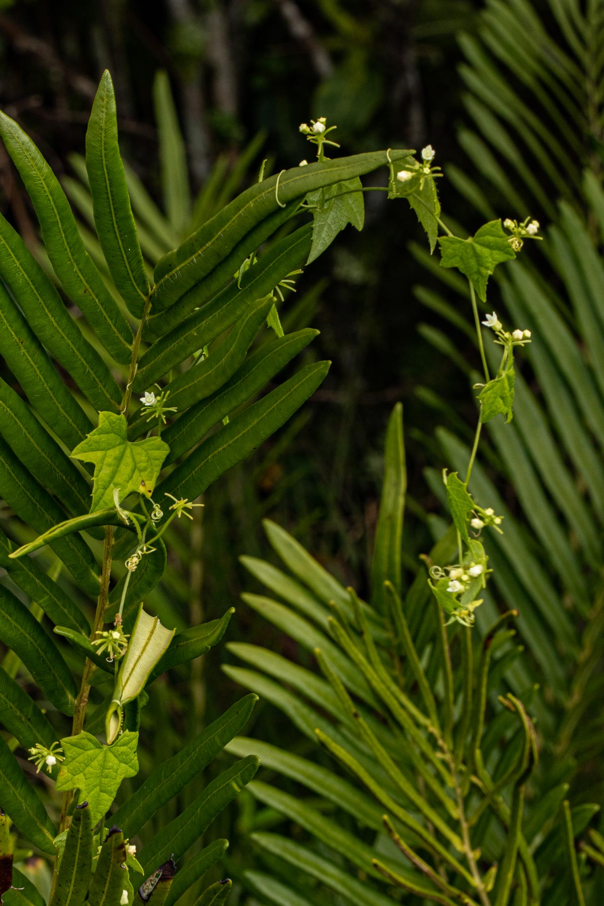 Zehneria minutiflora