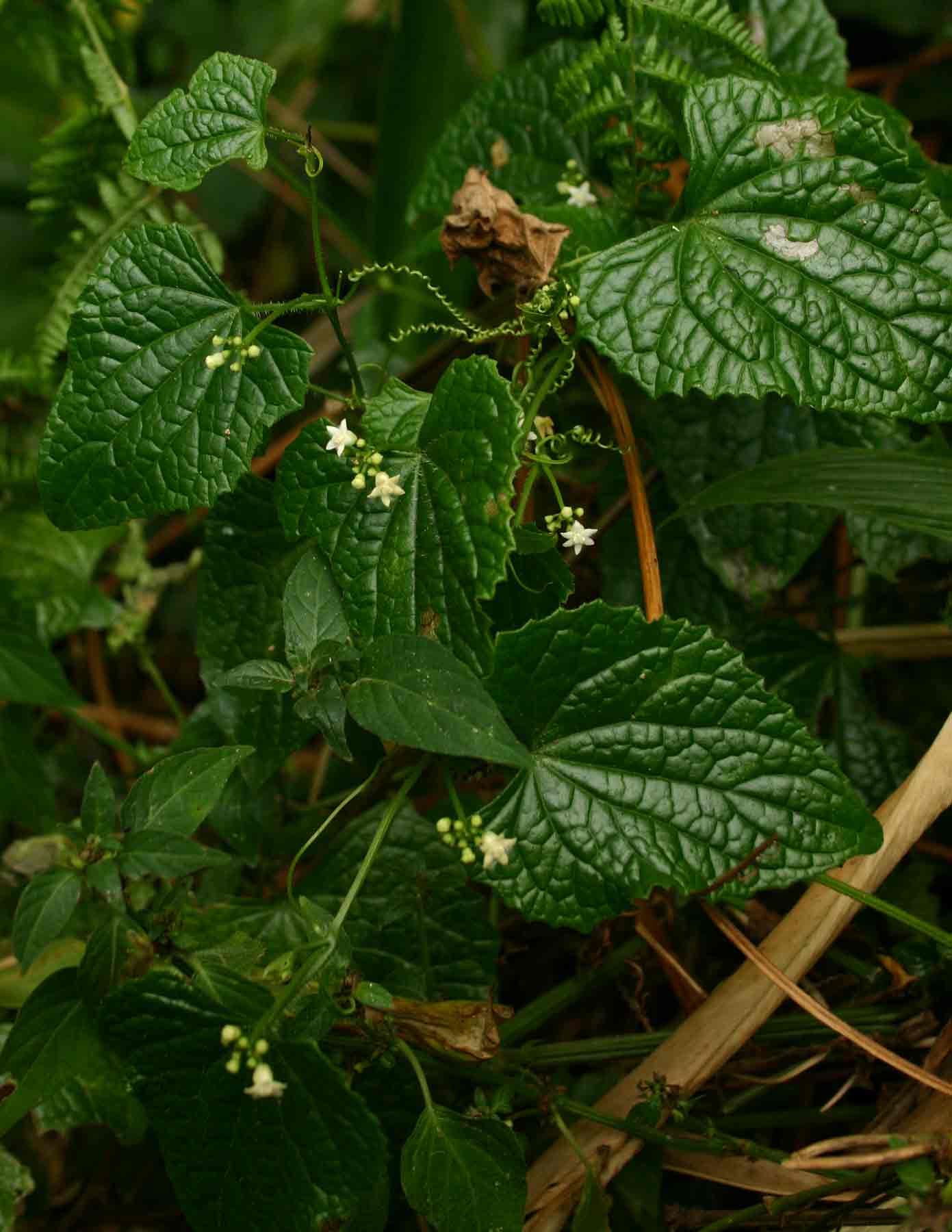 Zehneria scabra subsp. scabra