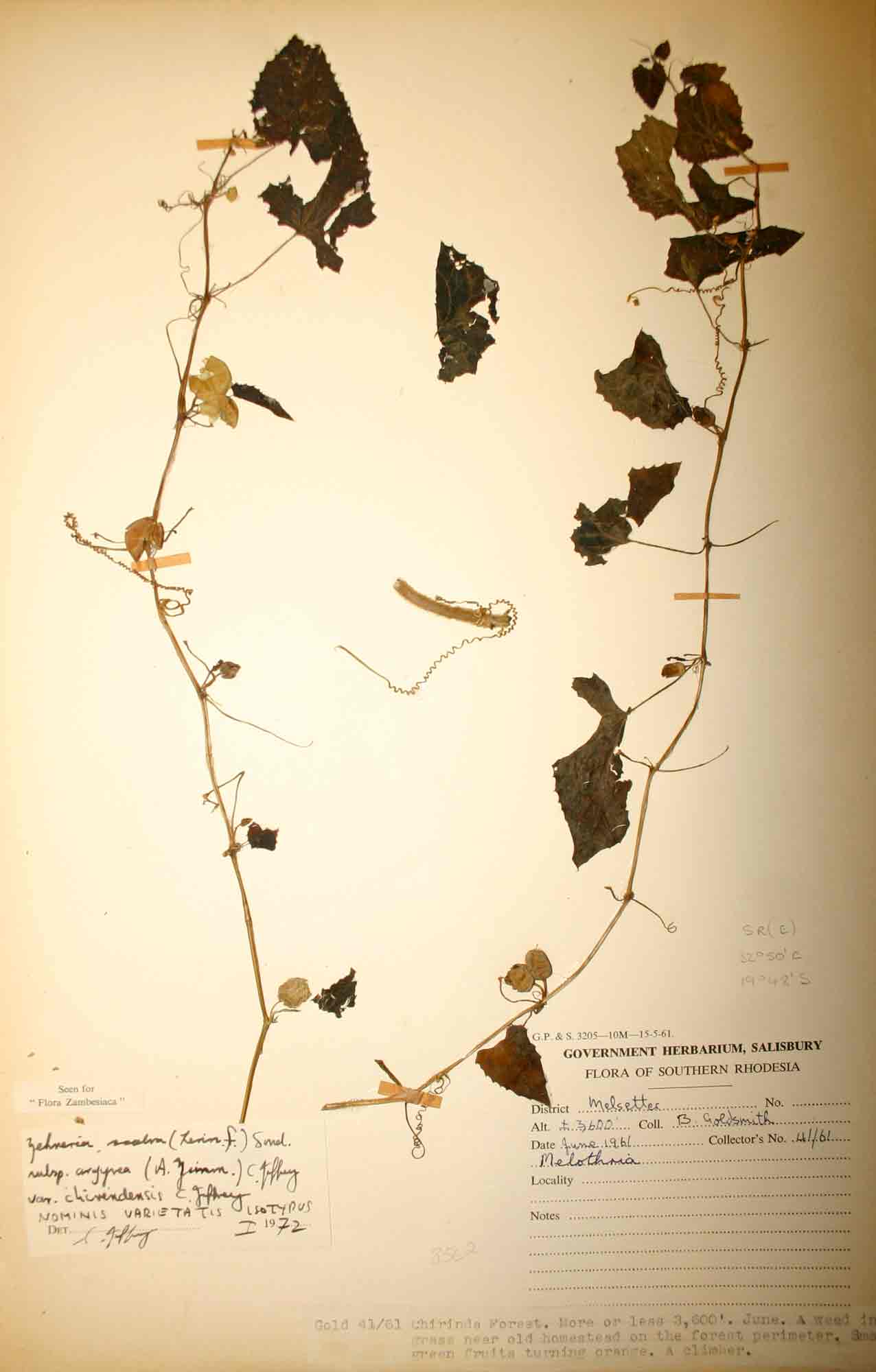 Zehneria scabra subsp. argyrea var. chirindensis