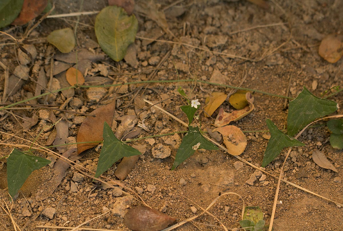Zehneria tridactyla