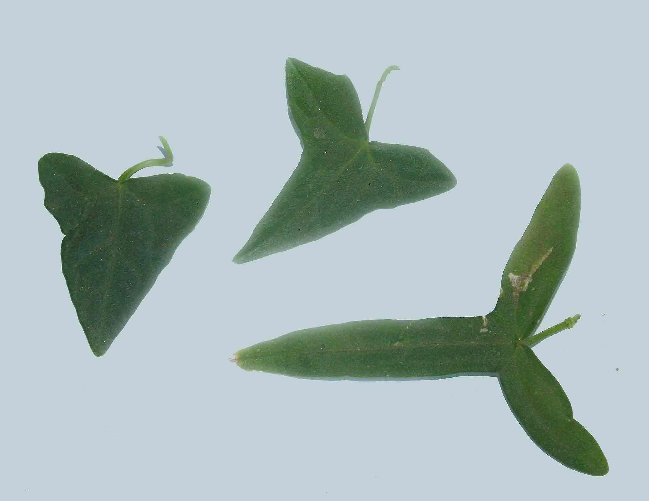 Zehneria tridactyla Zehneria tridactyla