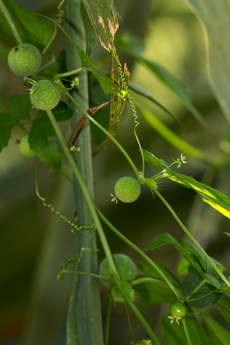 Ctenolepis cerasiformis