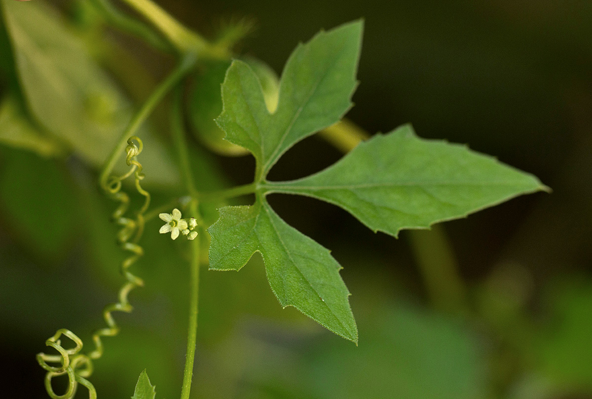 Ctenolepis cerasiformis Ctenolepis cerasiformis