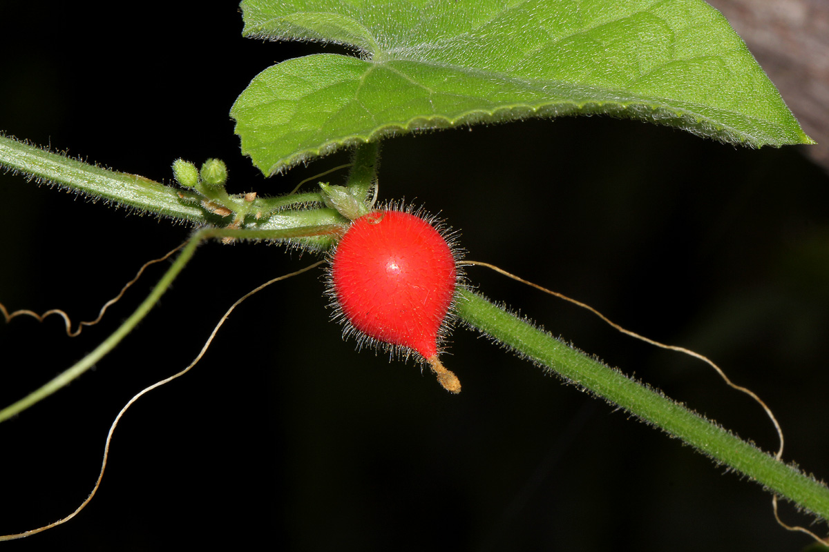 Corallocarpus boehmii Corallocarpus boehmii