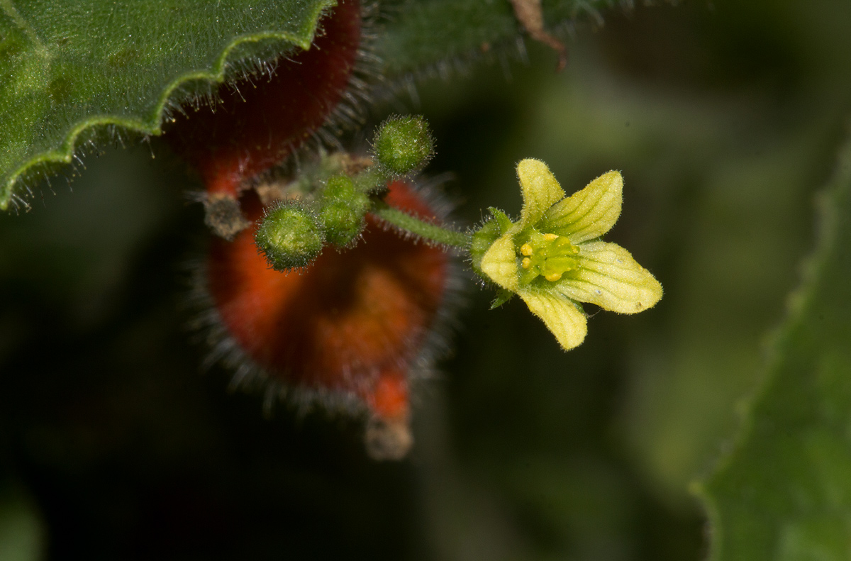 Corallocarpus boehmii Corallocarpus boehmii