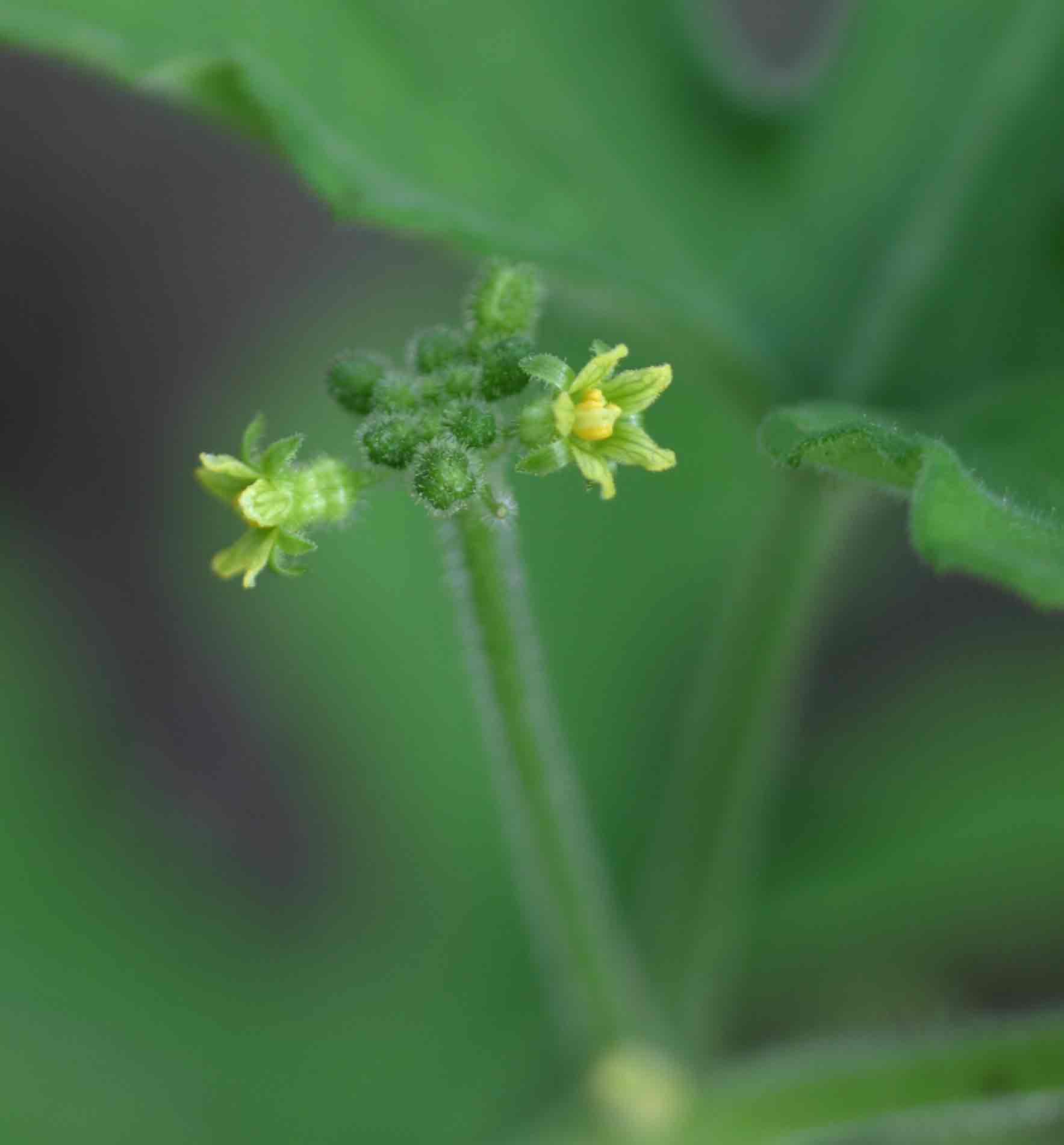 Corallocarpus boehmii Corallocarpus boehmii