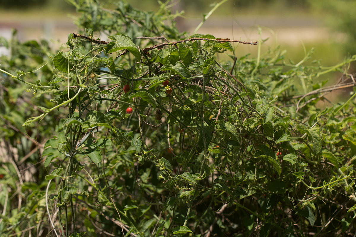 Corallocarpus boehmii Corallocarpus boehmii
