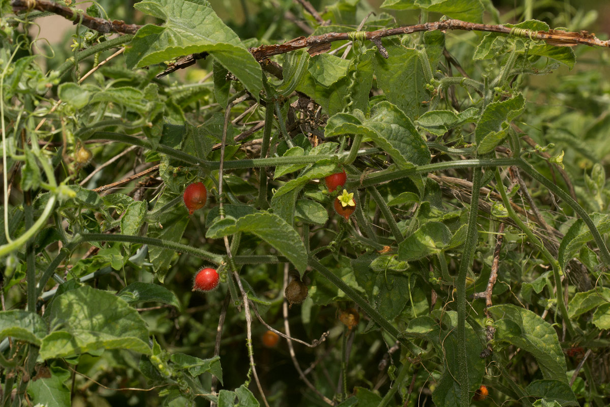Corallocarpus boehmii Corallocarpus boehmii