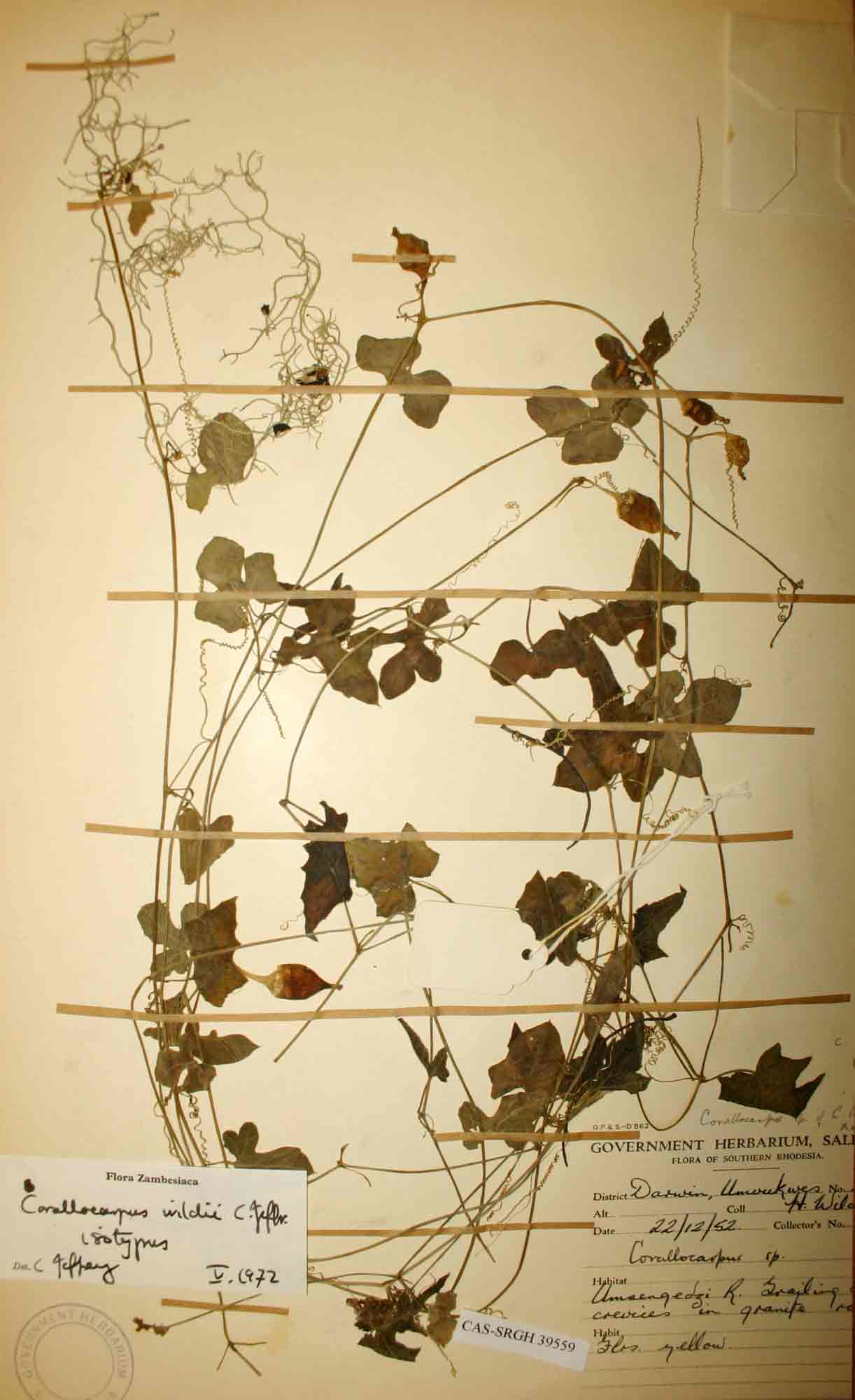 Corallocarpus wildii