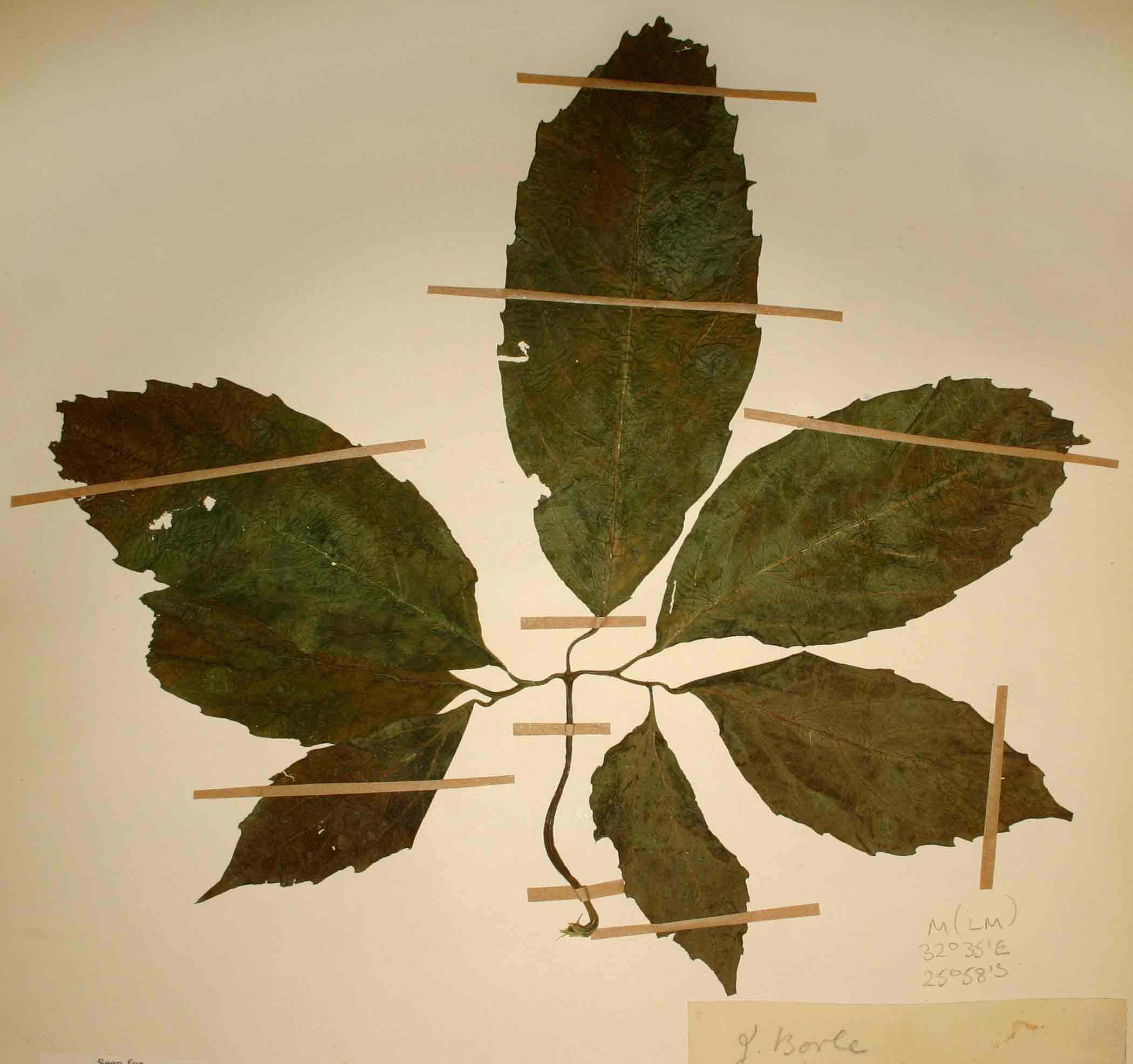 Telfairia pedata Telfairia pedata