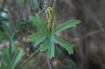 Trochomeria macrocarpa subsp. macrocarpa