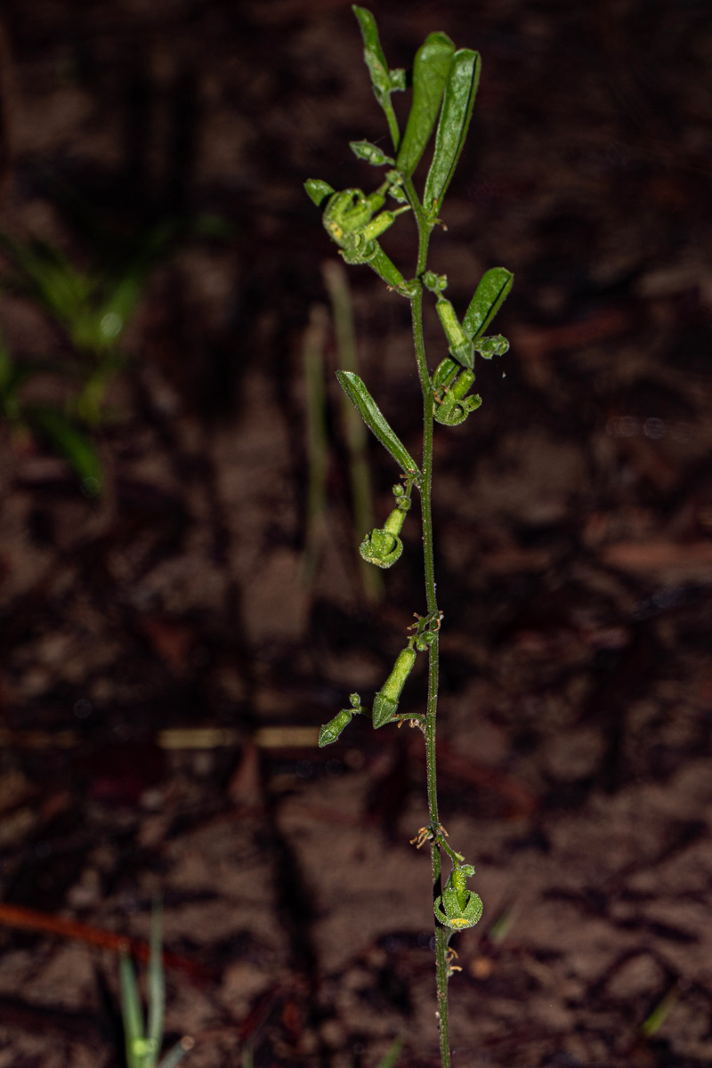 Trochomeria polymorpha