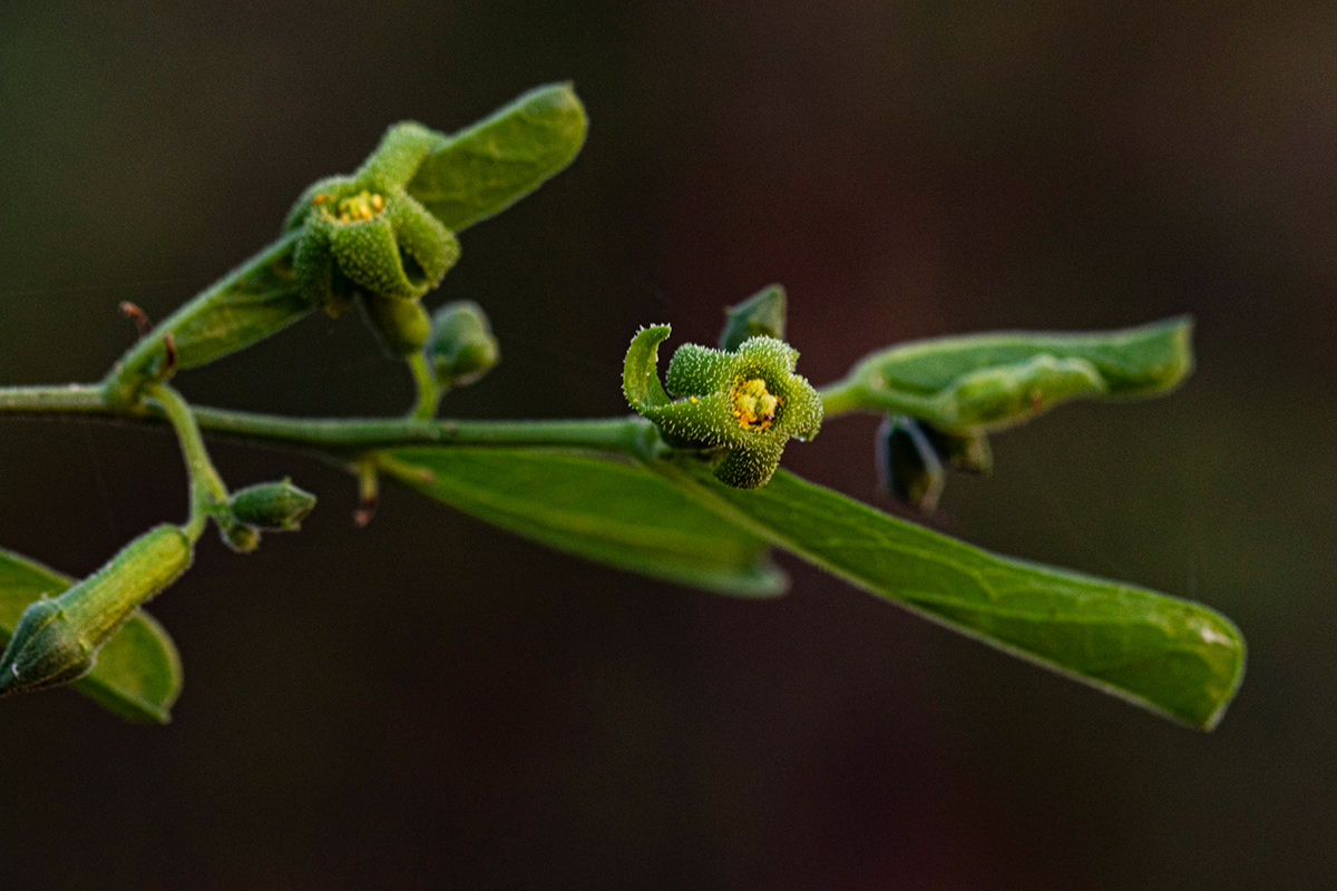 Trochomeria polymorpha