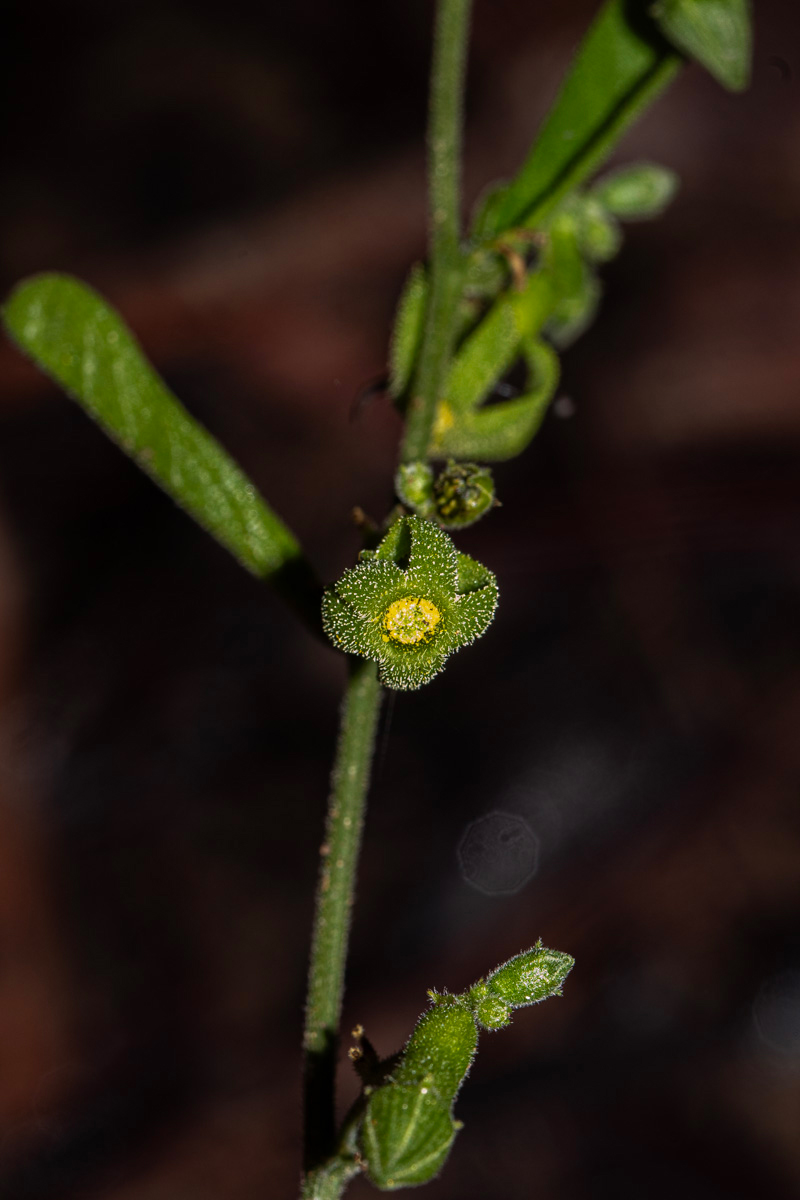 Trochomeria polymorpha