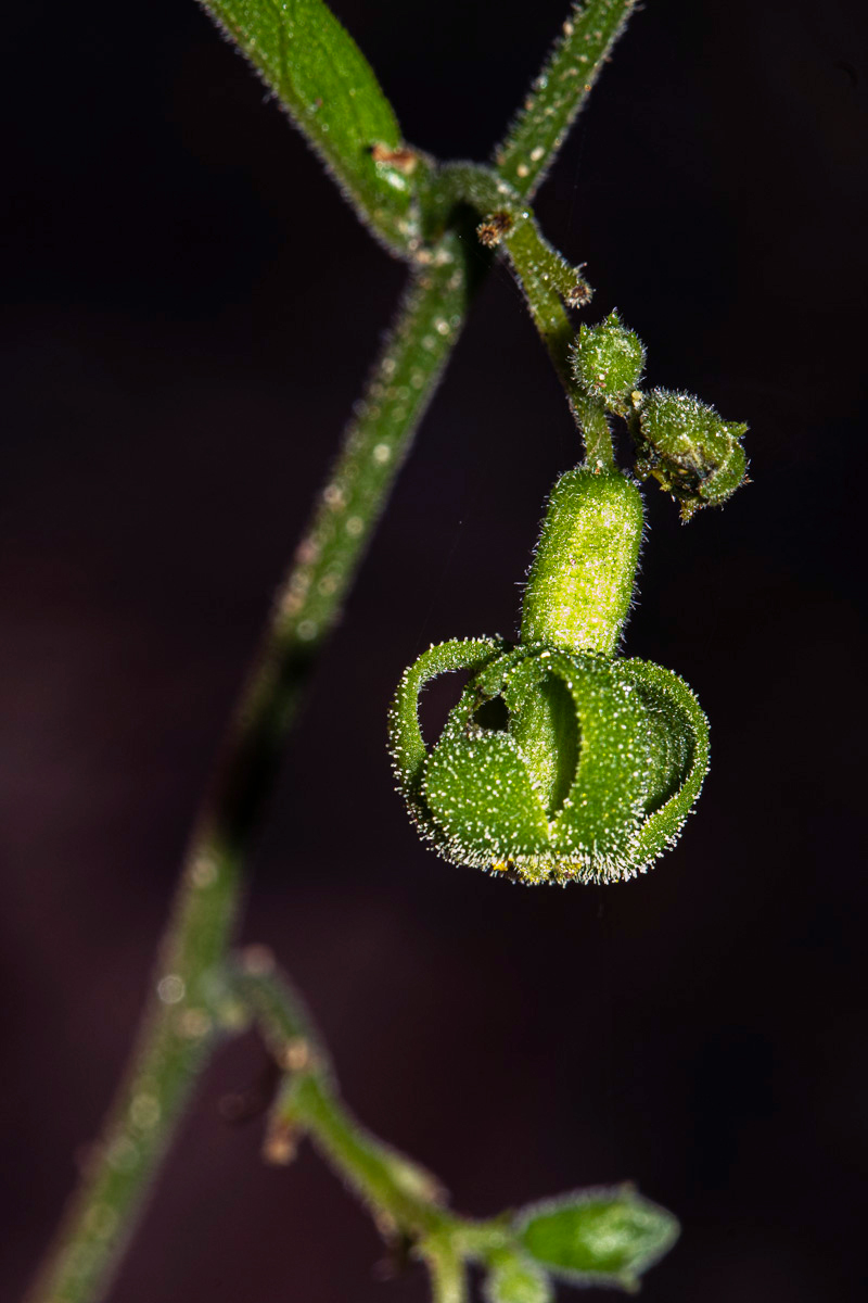 Trochomeria polymorpha