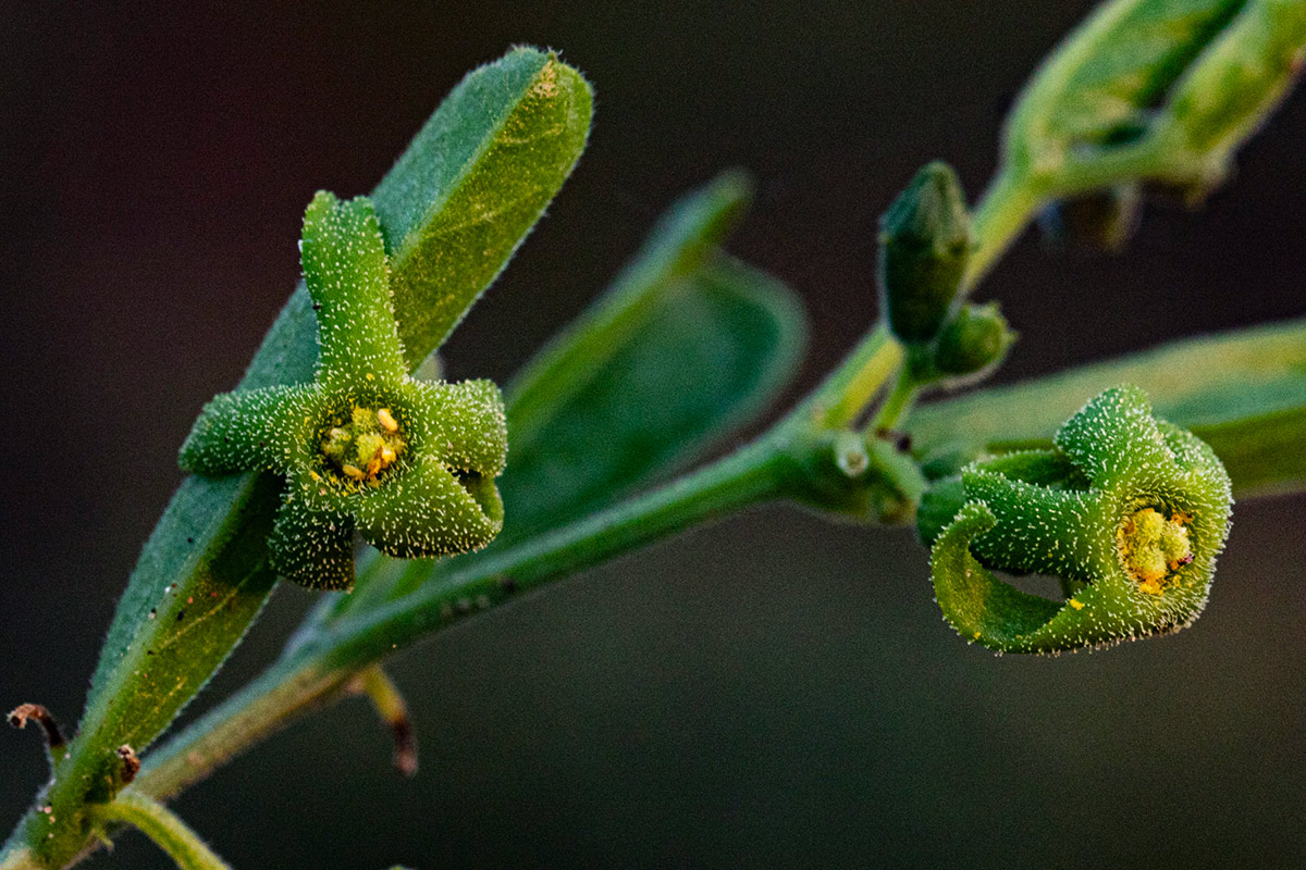 Trochomeria polymorpha