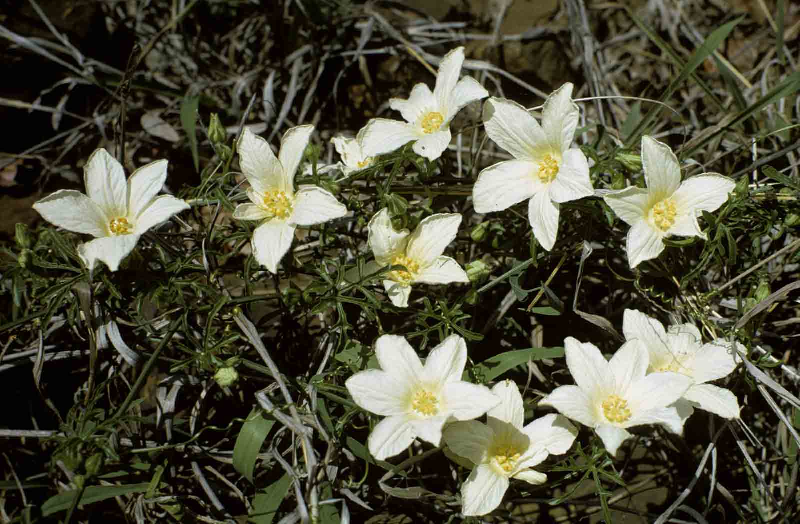 Eureiandra fasciculata