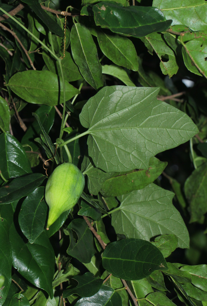 Eureiandra fasciculata