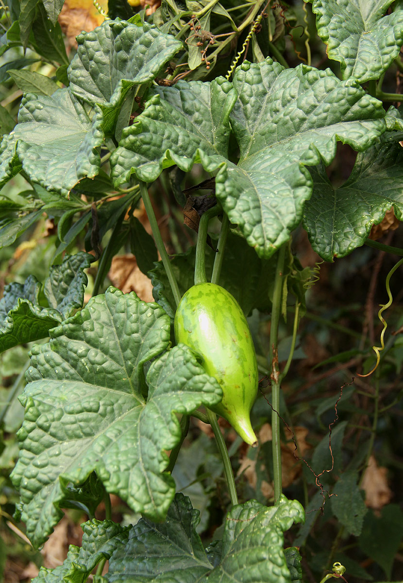 Peponium chirindense