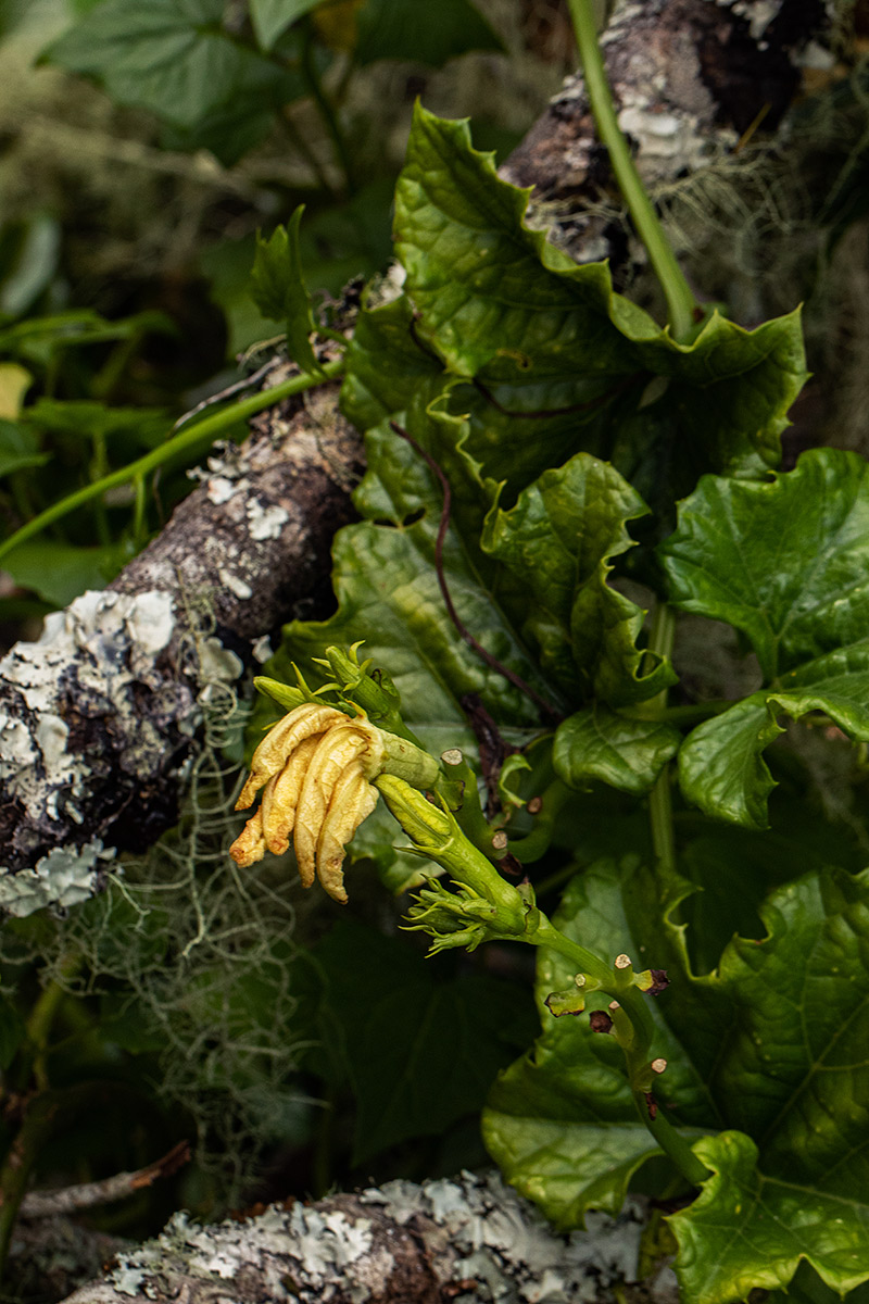 Peponium chirindense Peponium chirindense