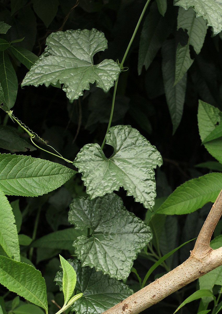 Peponium chirindense