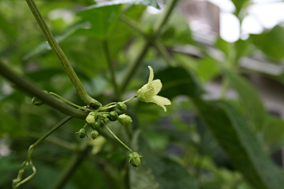 Diplocyclos palmatus Diplocyclos palmatus