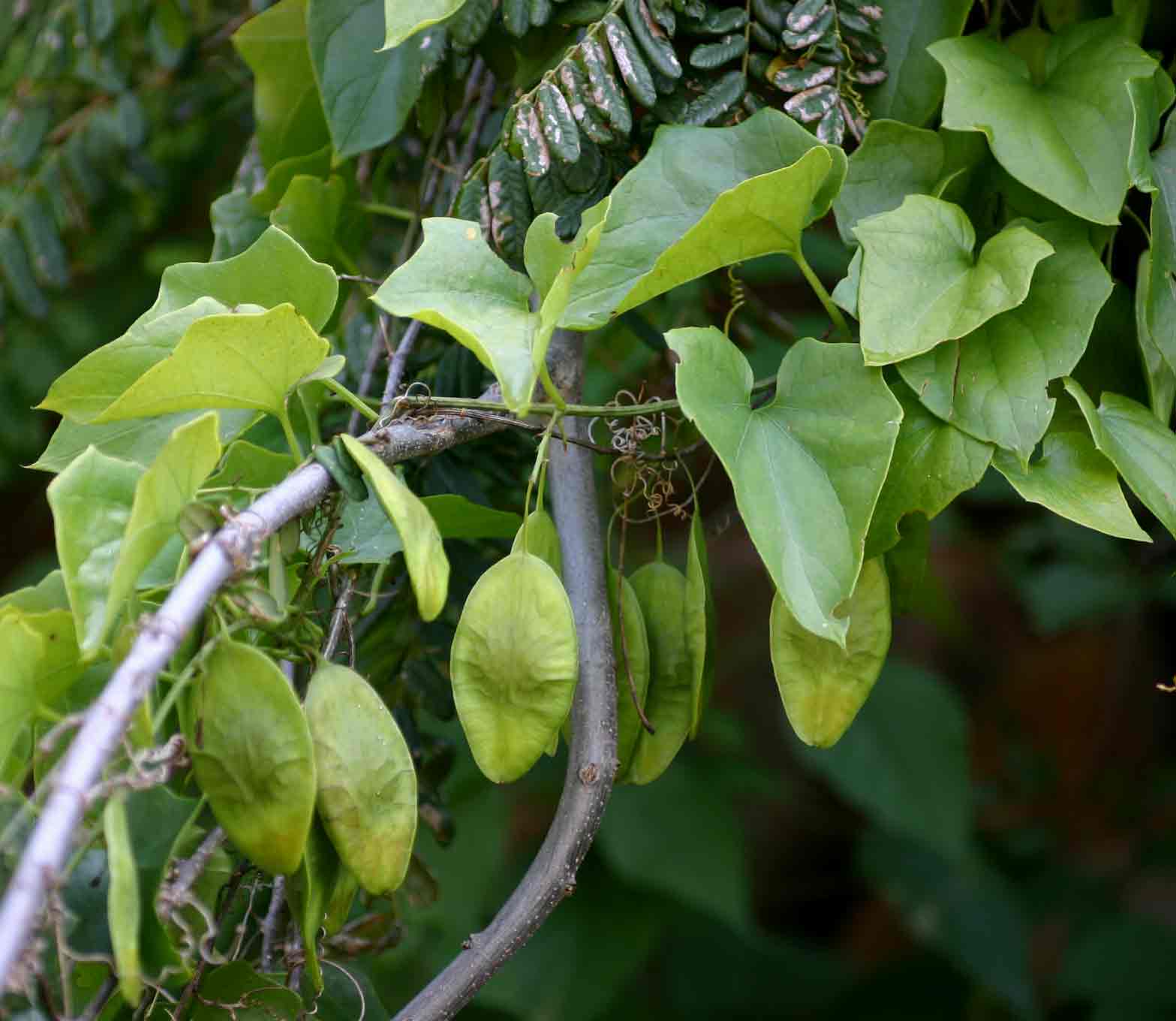 Cyclantheropsis parviflora