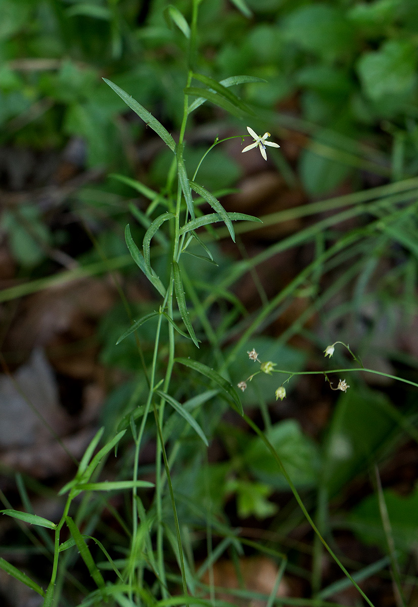 Wahlenbergia abyssinica