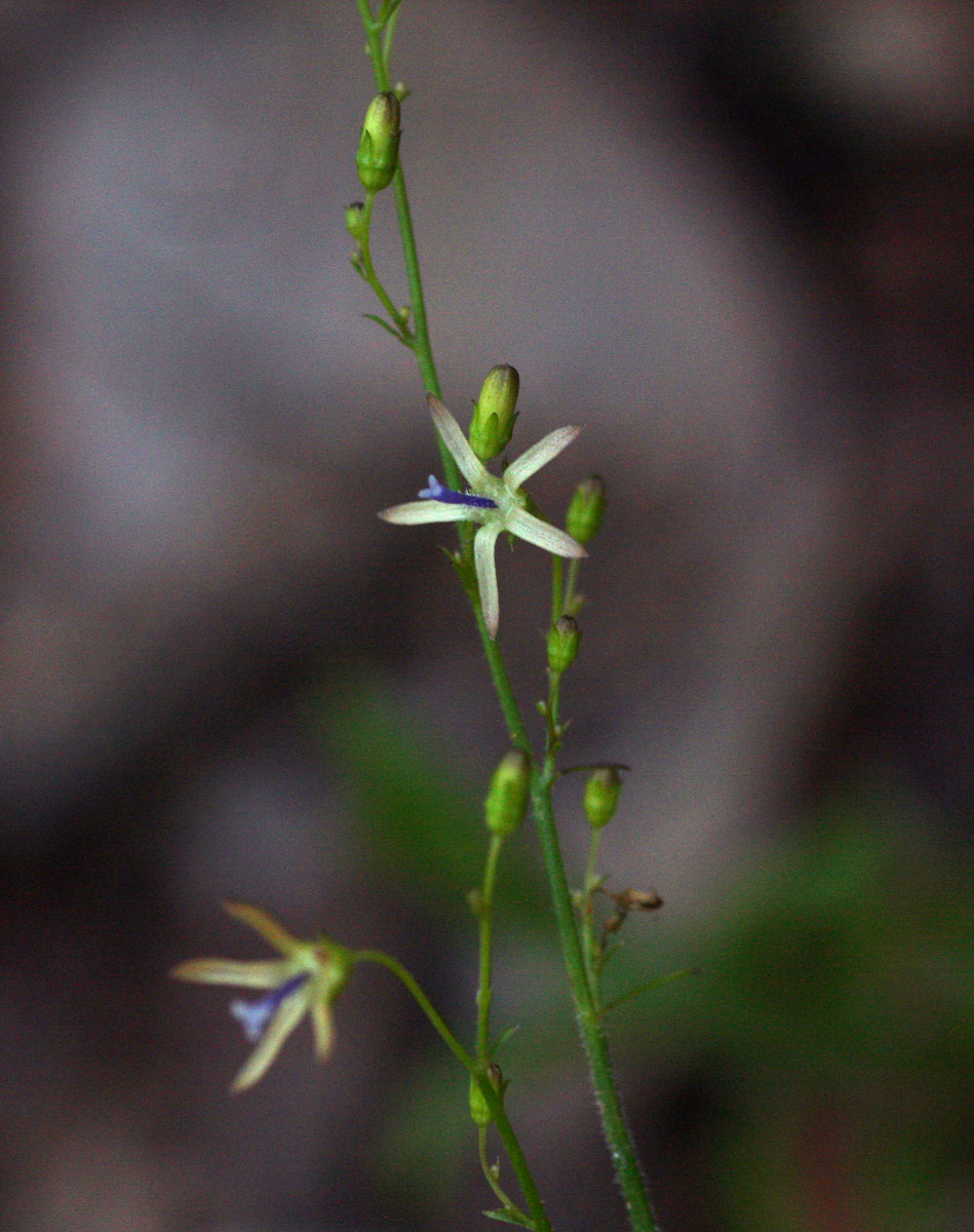 Wahlenbergia abyssinica