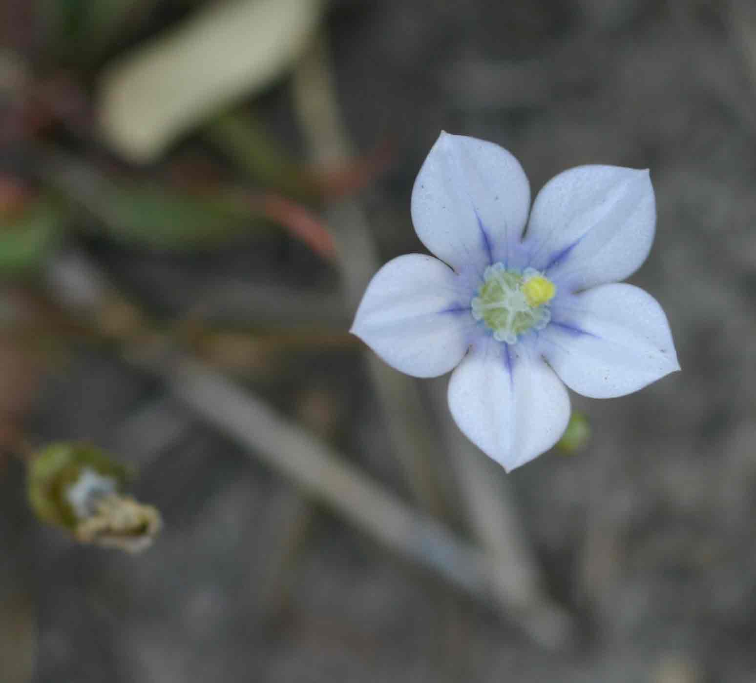 Wahlenbergia androsacea
