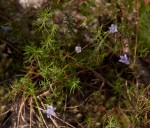 Wahlenbergia capillacea subsp. tenuior