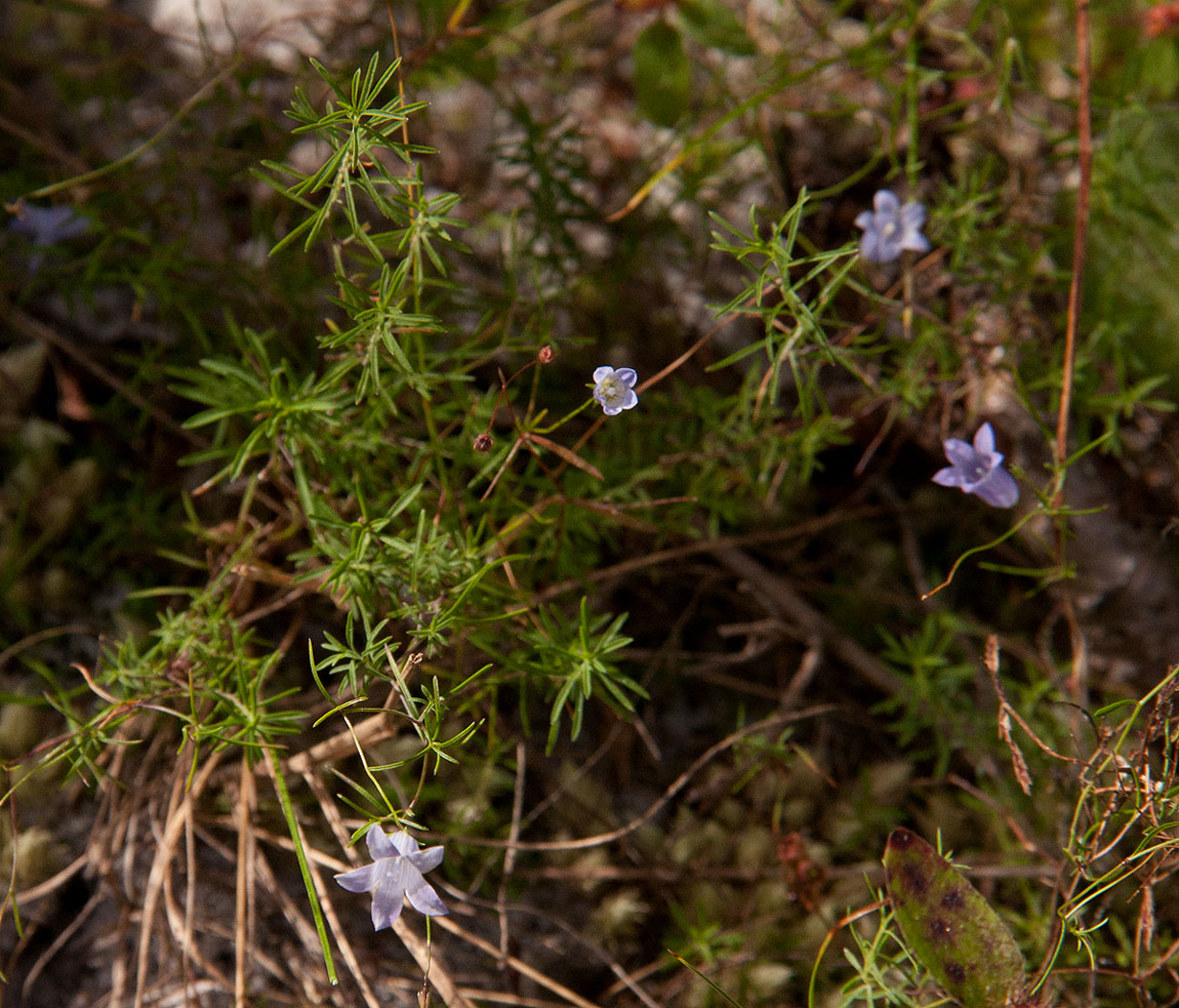 Wahlenbergia capillacea subsp. tenuior Wahlenbergia capillacea subsp. tenuior