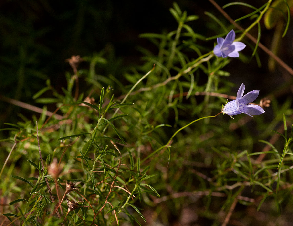 Wahlenbergia capillacea subsp. tenuior