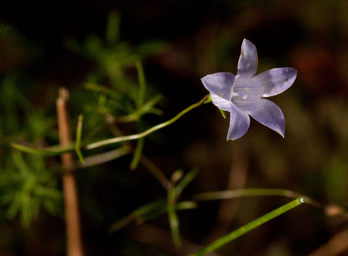 Wahlenbergia capillacea subsp. tenuior